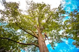 Professional Tree Removal in Newfield, NJ