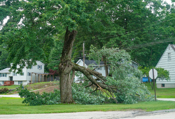 Best Tree Risk Assessment  in Newfield, NJ